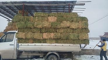 кочкорская соль свойства: Беде тук плотный мощный 420 сом 152 штук — 2