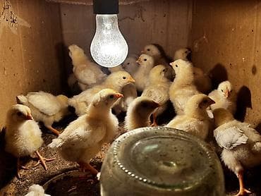 Продаю | Цыплята | Домашняя | На забой, Для разведения, Несушки