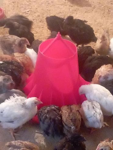 цыпа: Продаю | Цыплята | Для разведения — 6