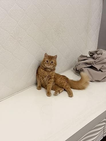 Үй жаныбарлары: Ит кууту: Британ кыска жүндүү, Эркек, 1 жаш, Кызгыл сары — 3