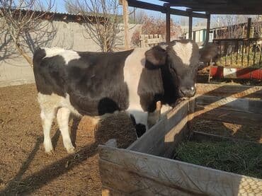 бычки на мясо: Продаю | Бык (самец) | Голштин | Для разведения | Племенные — 5