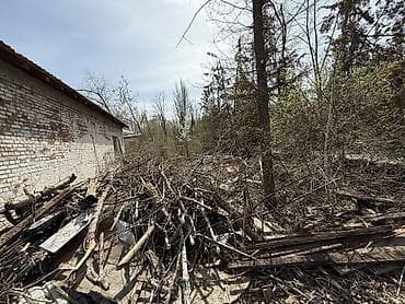 dyson styler: Березы отдам даром больше 10 штук. Самомывоз — 2