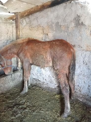 кошка каракол: Сатам | Тай — 2