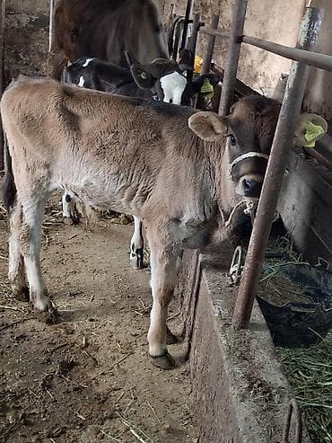 пти брабансон: Продаю | Музоо, торпок — 4