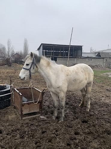 подкова для лошадей: Продаю | Кобыла (самка) | Рабочий — 3