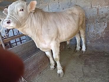 сары булун: Сатам | Бука (эркек) | Шароле | Бордоп семиртүү үчүн — 3