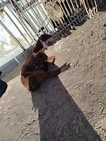 бычки каровы: Продаю | Баран (самец) | Для разведения — 1