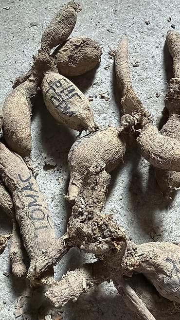 картошка ривера: Георгины — сортовые делёнки/клубни Представлены проверенные — 10