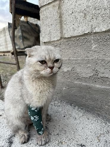 собака пудель: Кошка даром: Скотиш Фолд (Шотландская вислоухая), Девочка — 1