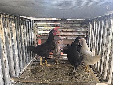 карп кои купить: Продаю | Куры | Домашняя | Для разведения — 2
