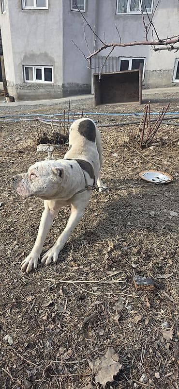 купить щенка русского спаниеля: Американский бульдог, кобель, белый с крупными темными пятнами на — 4