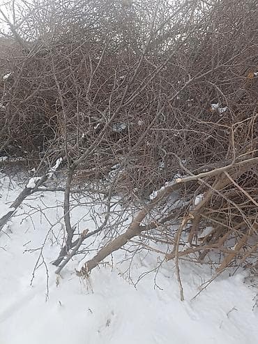 продаю тополя: Дрова Тополь — 1