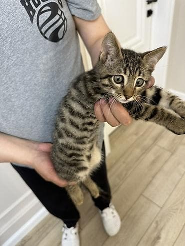 котят в хорошие руки: Срочно продается бенгальские котёнки остались мальчик и девочка — 3