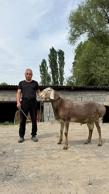 Продаю | Баран (самец) | Для разведения | Племенные