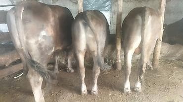 ангус купить: Продаю | Бык (самец) | На откорм | Привязанные — 2