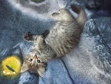 котята простые: Кошка даром: Беспородная, 2 месяца, Девочка — 1