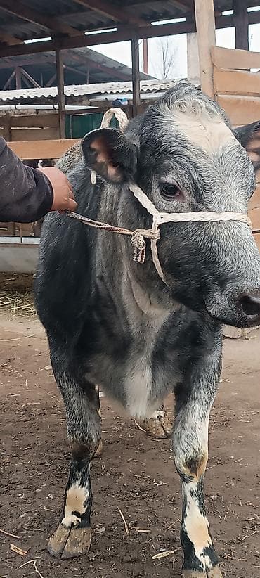 месячные телята: Продаю | Бык (самец) | Для разведения | Нетель — 1