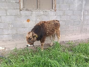 Продаю | Бык (самец) | Алатауская | На откорм