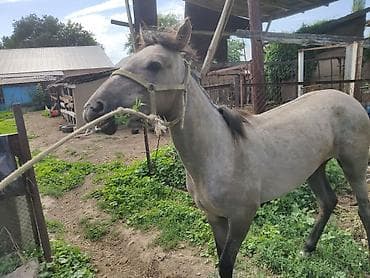 Продаю | Кобыла (самка) | Рабочий — 7