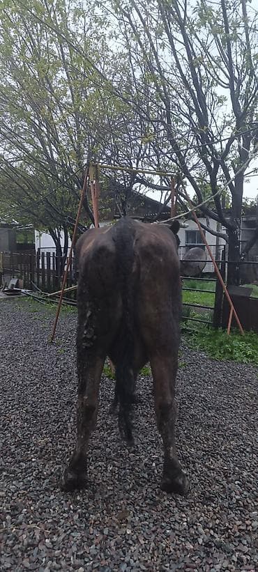 кекилик бишкек: Сатам | Уй (ургаачы) | Көбөйтүү үчүн | Байланган — 4