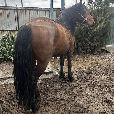 Продаю | Конь (самец) | Для разведения | Племенные