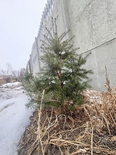 б у часы: Ёлки на продажу цена договорная шесть штук одна Ёлка 180 см все — 3