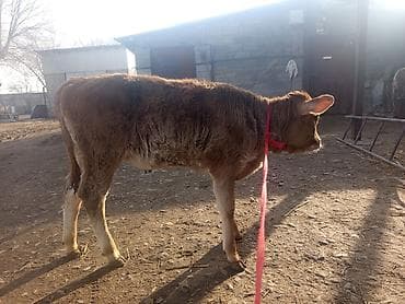 рыбки на аквариум: Продаю | Корова (самка), Тёлка, Музоо, торпок | Племенные — 3