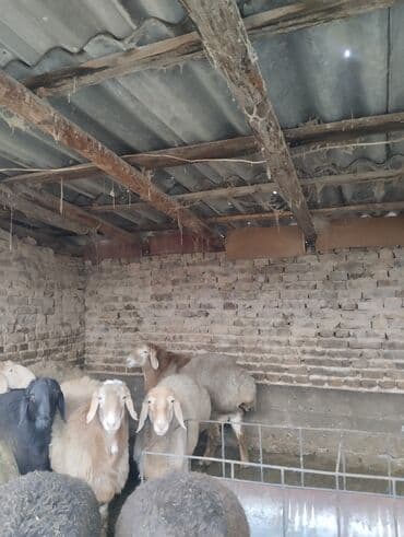 продаю кур несушек: Продаю | Баран (самец) | Арашан | Для разведения | Осеменитель — 2