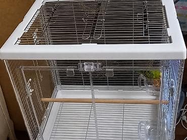 🦜Срочно продаётся молодой 3-х месячный волнистый попугайчик с — 2