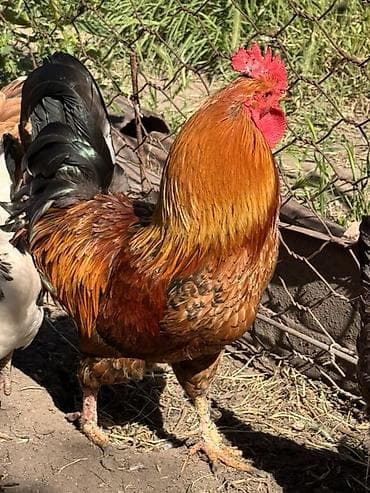 большой аквариум купить: Продаю | Петух | Домашняя | Для разведения — 4
