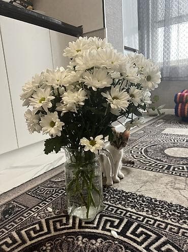 котята мейн кун: Котёнок трёхцветный (черепаховый с белым), короткошёрстный. Примерный — 2