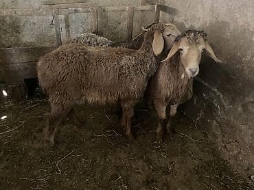 ош кой: Продаю | Ягненок | Гиссарская, Полукровка, Эдильбаевская | На забой, Для разведения | Ярка — 2
