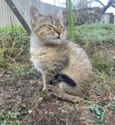 Иттер: Мышык бекер берилет: Породасыз, 3 айлык, Эркек, Лотокко барууга үйрөтүлгөн — 5