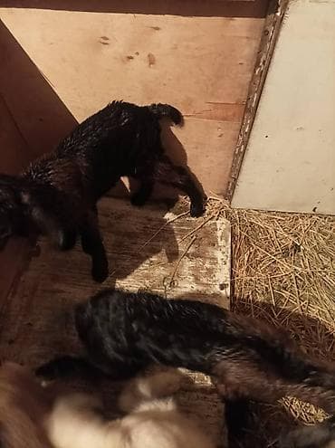 козий сыр: Продаю | Козлёнок | Нубийская, Битал | Для разведения, Для молока — 1