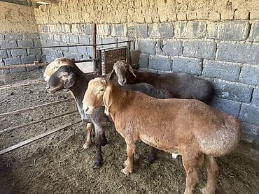 Продам с/х животных: Продаю | Баран (самец) | Арашан | На забой | Осеменитель — 7