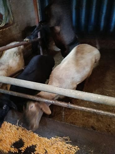 Башка жаныбарлар: Сатам | Ургаачы кой (ургаачы) | Көбөйтүү үчүн — 7