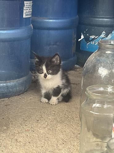 отдам даром котенка бишкек: Кошка даром: Беспородная, 1 месяц, Мальчик — 8