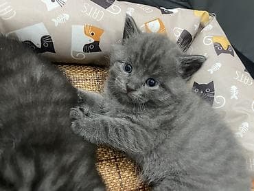 животные кошка: Продается шотландский котенок(мальчик).Мама шотландская вислоухая(фото — 7
