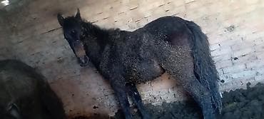 чип для животных: Продаю | Жеребец | Рабочий — 2