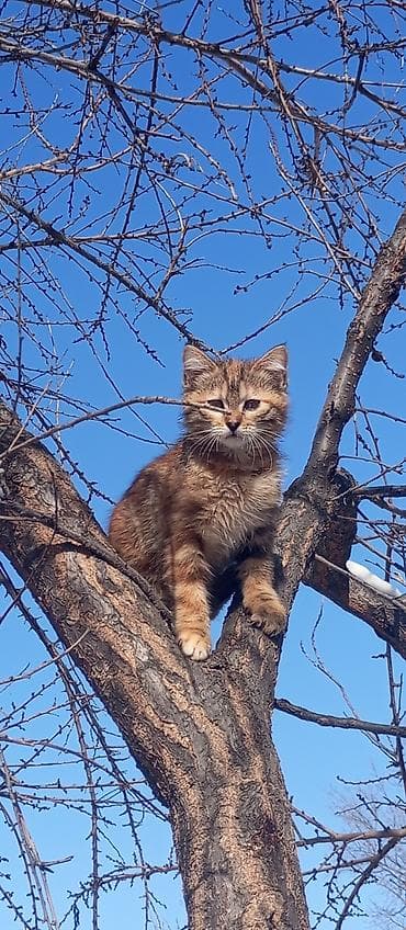 Отдам даром кошку: Котята разные,к лотку приучены .Хотелось бы пристроить в добрые и — 5