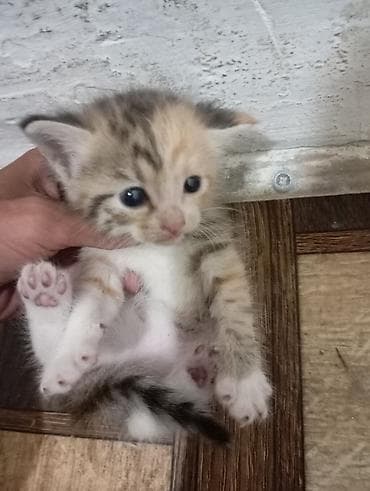 Продажа кошек: 🐾 Ищу добрые руки для котят Кошка родила 5 котят. Сейчас малыши — 4