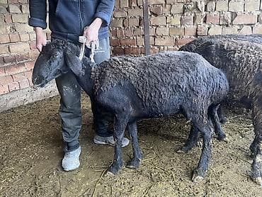 голубая рыбка: Продаю | Баран (самец) | На забой, Для разведения | Матка — 3