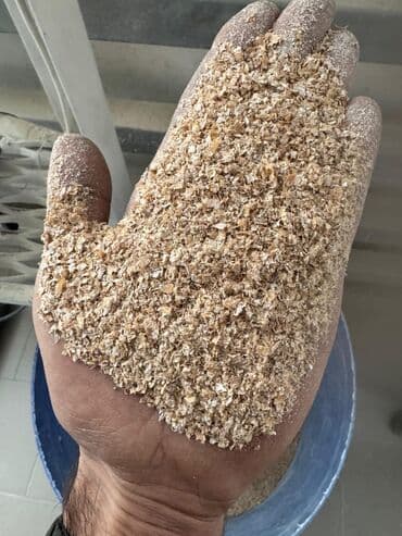 коровы животные: Пшеница, овёс и пшеничные отруби - Пшеница продовольственно-кормовая — 1