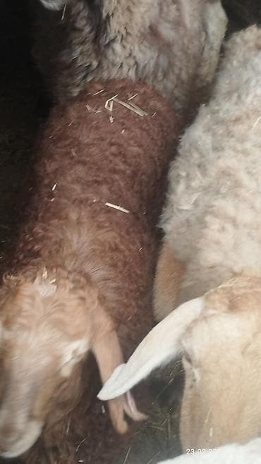 животные крс: Продаю | Овца (самка) | Для разведения — 3