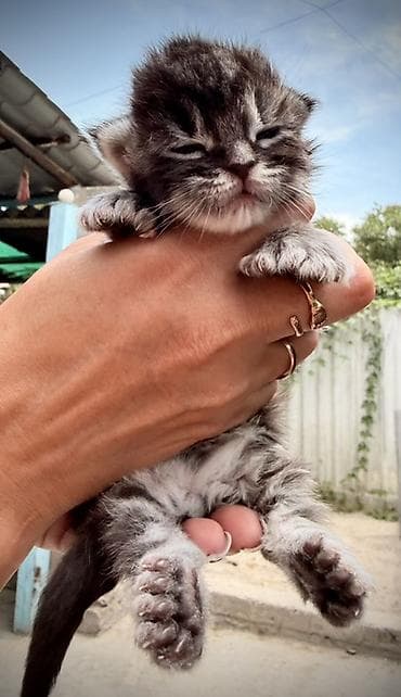 коротколапая кошка: Мейн-кун, 1 месяц, Мальчик, Кастрирована, Приучена к лотку, Проглистована — 10
