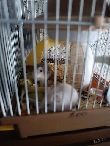 моторчик для инкубатора: Хомячки декоративные Особенности: - Активные и любопытные питомцы — 1