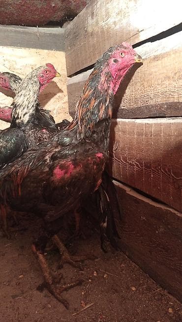 сколько стоит сфинкс цена: Продаю | Петух | Для разведения — 4