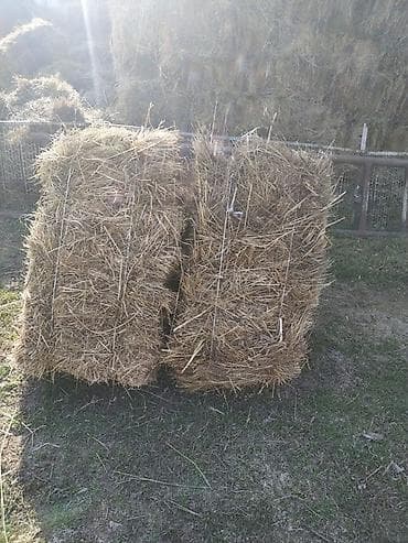Продаю Сено не клевер просто сено стоит второй год кому как постилку at lalafo.kg Продаю Сено не клевер просто сено стоит второй год кому как постилку