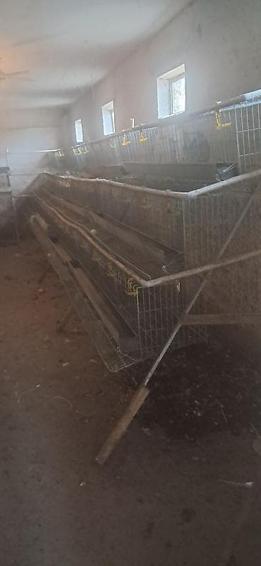 А\ч жаныбралары үчүн товарлар жана шаймандар: Многоярусные клетки для содержания кур‑несушек (батарея клеточная) - — 4