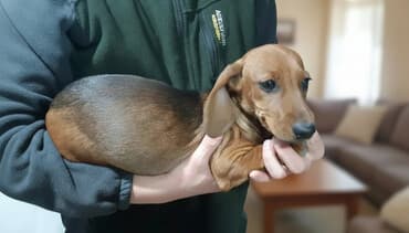 собака чихуахуа сколько стоит: Такса, 4 месяца, Самка, С прививкой — 1